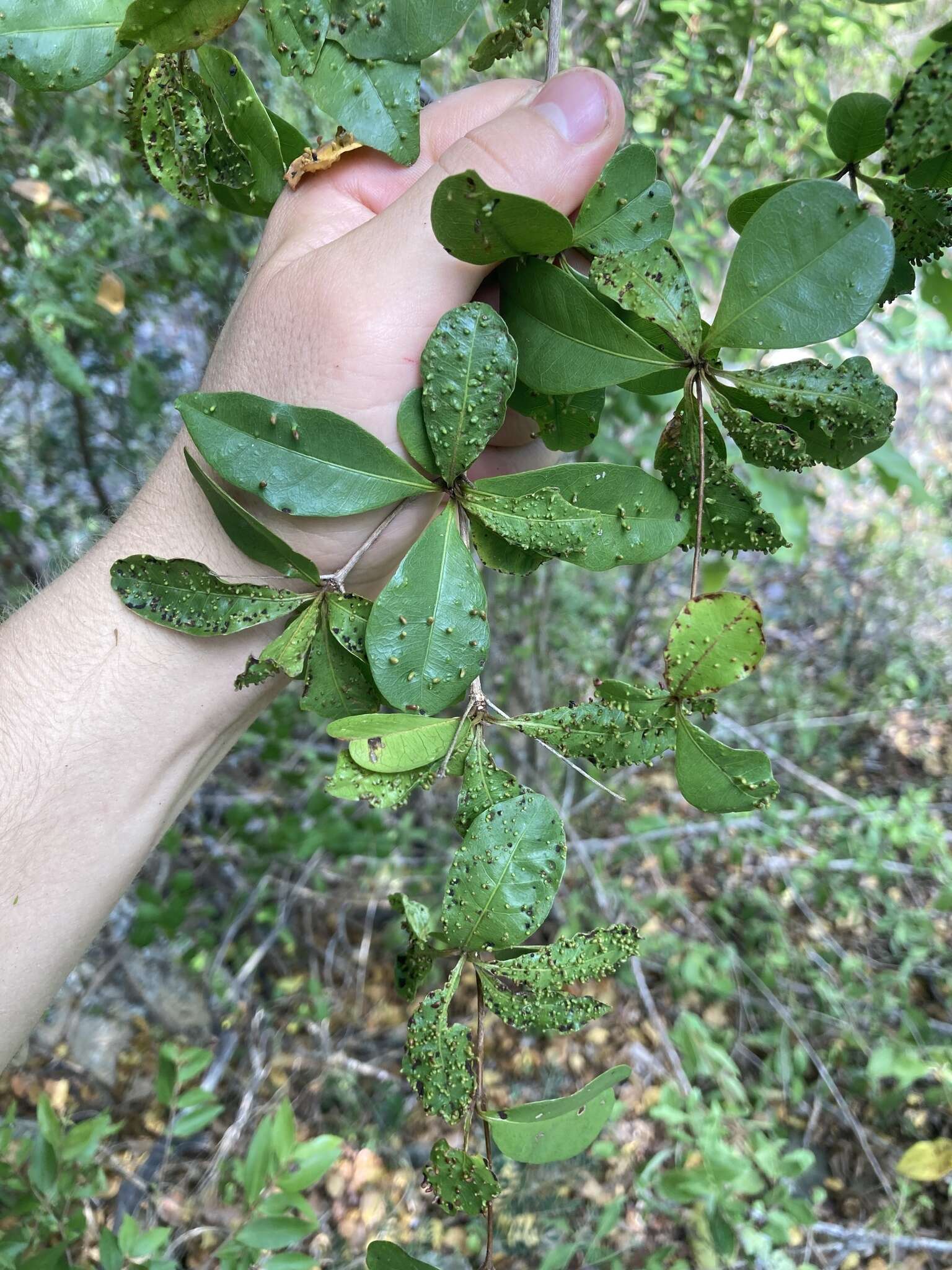 Image of Terminalia buceras (L.) Wright