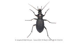 Image of Carabus (Carabus) granulatus telluris Bates 1883