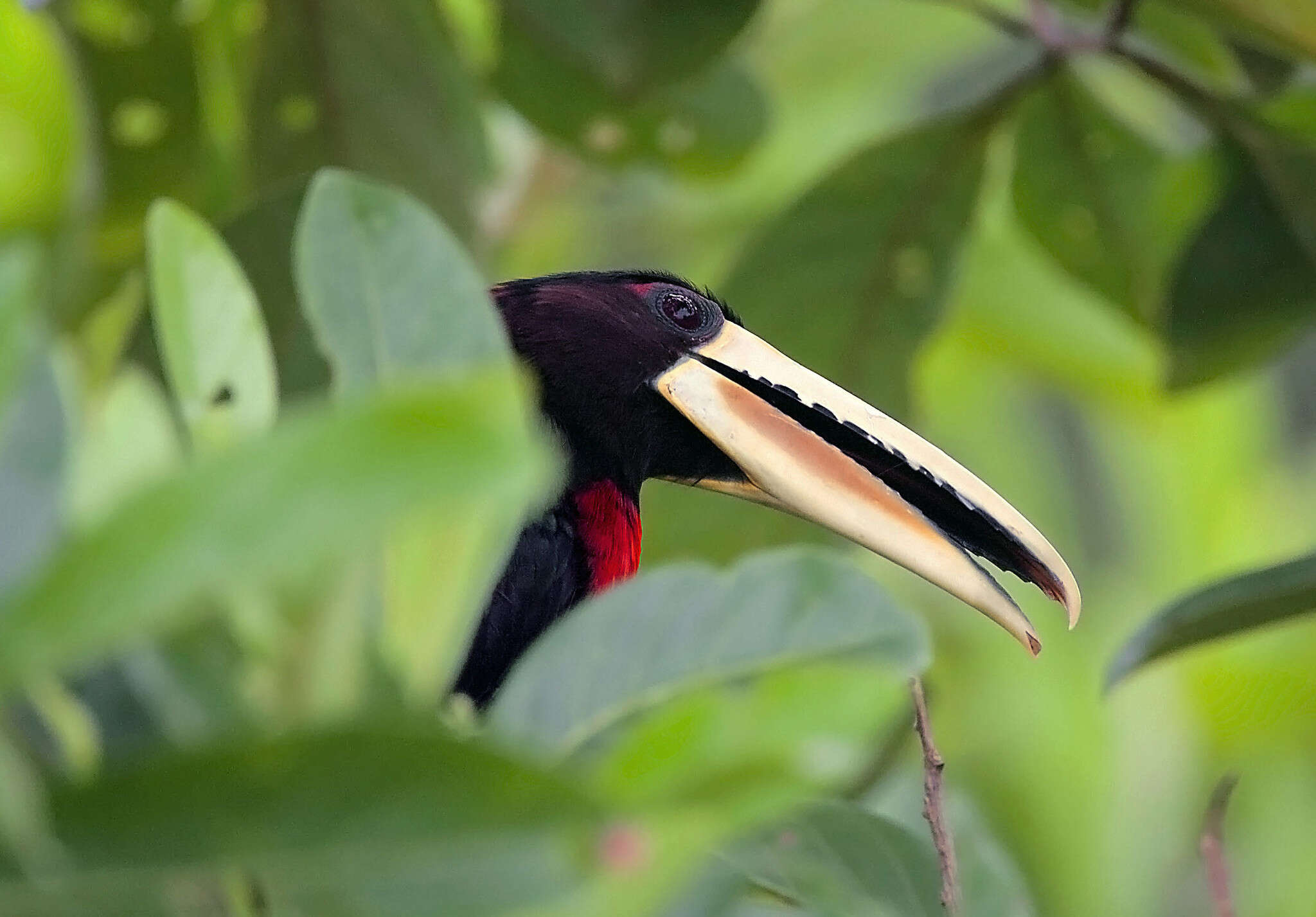Image of Ivory-billed Aracari