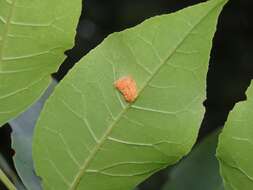 Image de Puccinia sparganioidis Ellis & Barthol. 1896