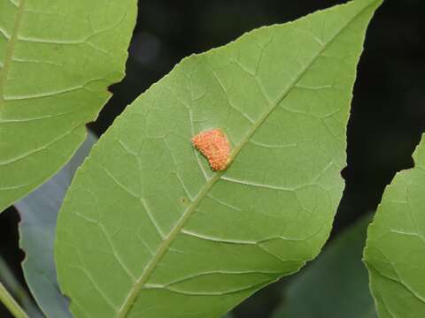 Puccinia sparganioidis Ellis & Barthol. 1896的圖片