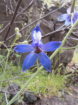 Delphinium scaposum Greene的圖片