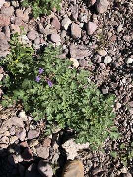 Image of Phacelia scariosa Brandegee