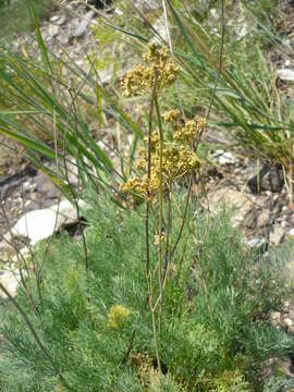 Image de Hippomarathrum ledebourii (G. Don fil.)