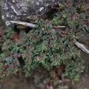 Image of Euphorbia serpillifolia subsp. serpillifolia