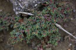 Image of Euphorbia serpillifolia subsp. serpillifolia