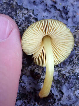 Image of Pluteus pauperculus E. Horak 2008