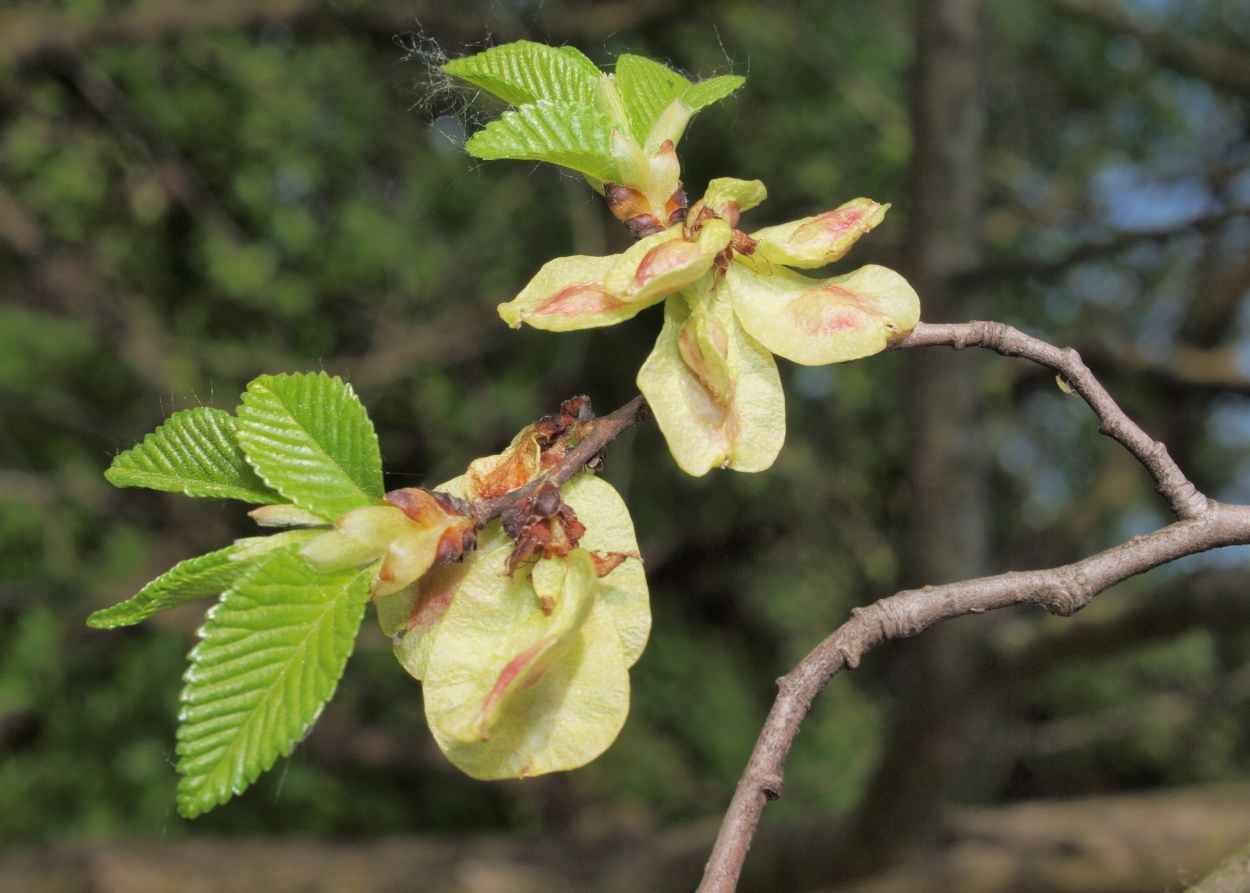 Ulmus minor (rights holder: HermannFalkner/sokol)