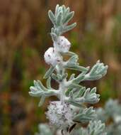 Image of bur-saltbush