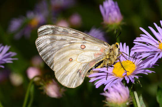 Image de Parnassius clodius Ménétriés 1855