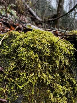 Image of loeskeobryum moss