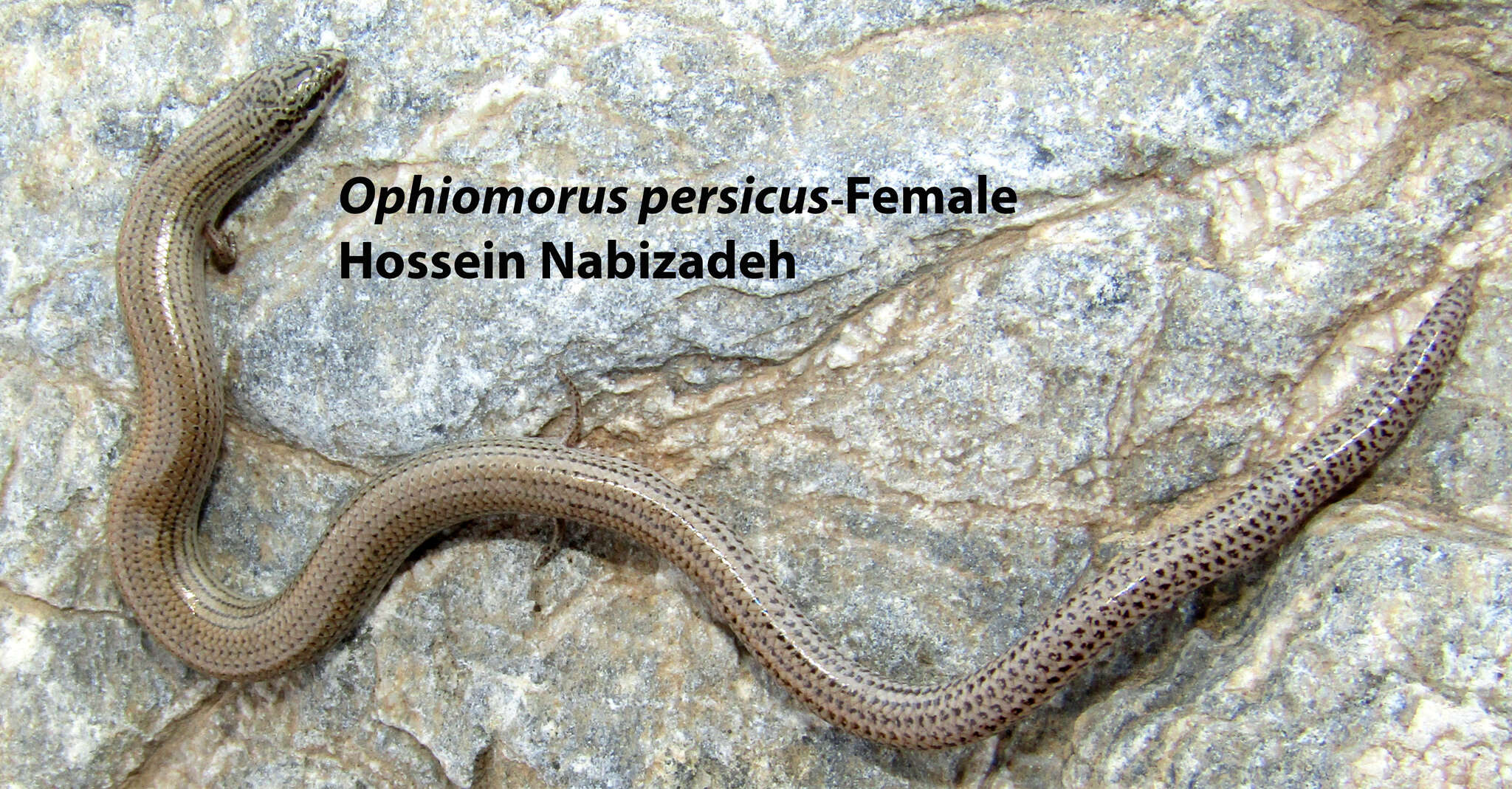 Image of Persia Snake Skink