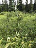 Image of Veratrum viride var. eschscholtzianum (Schult. & Schult. fil.) Breitung