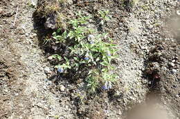 Mertensia pubescens (Roem. & Schult.) DC. resmi