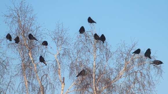 Image of Eastern Carrion Crow