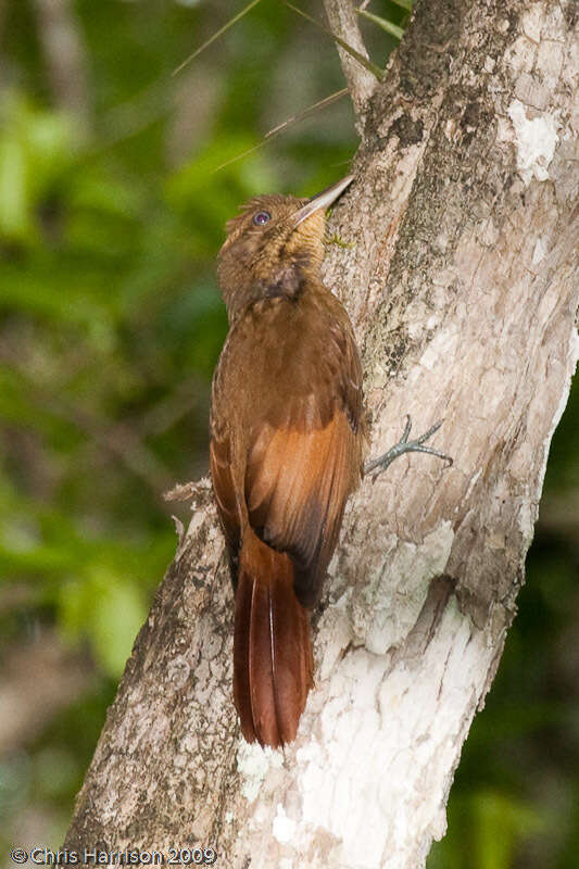 Image of Tawny-winged Woodcreeper