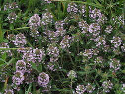 Image of Thymus kosteleckyanus Opiz