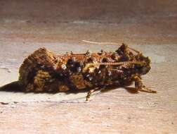 Image of Cresson's Grass-tubeworm Moth