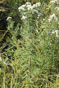 Image of Virginia mountainmint