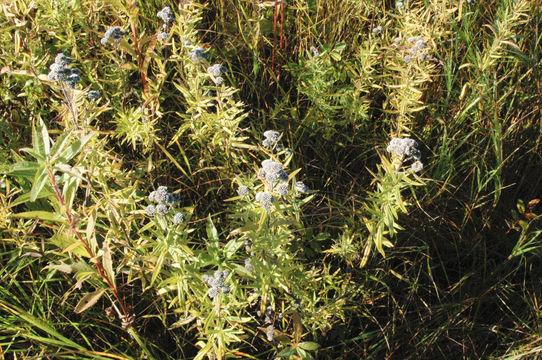 Image of Virginia mountainmint