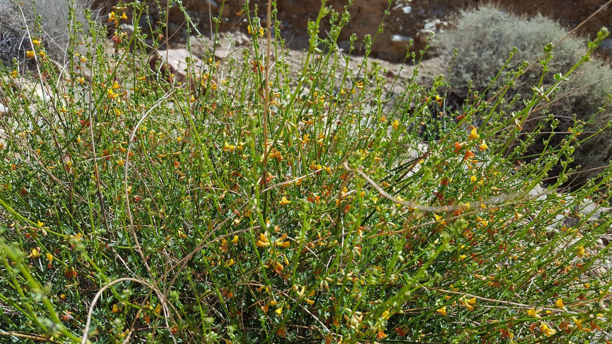 Acmispon glaber var. brevialatus的圖片