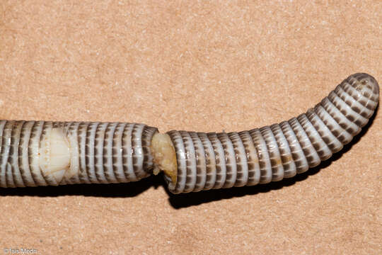 Image of Mertens'  Worm Lizard