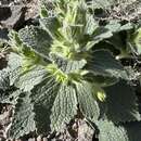 Image of Phlomoides isochila (Pazij & Vved.) Salmaki