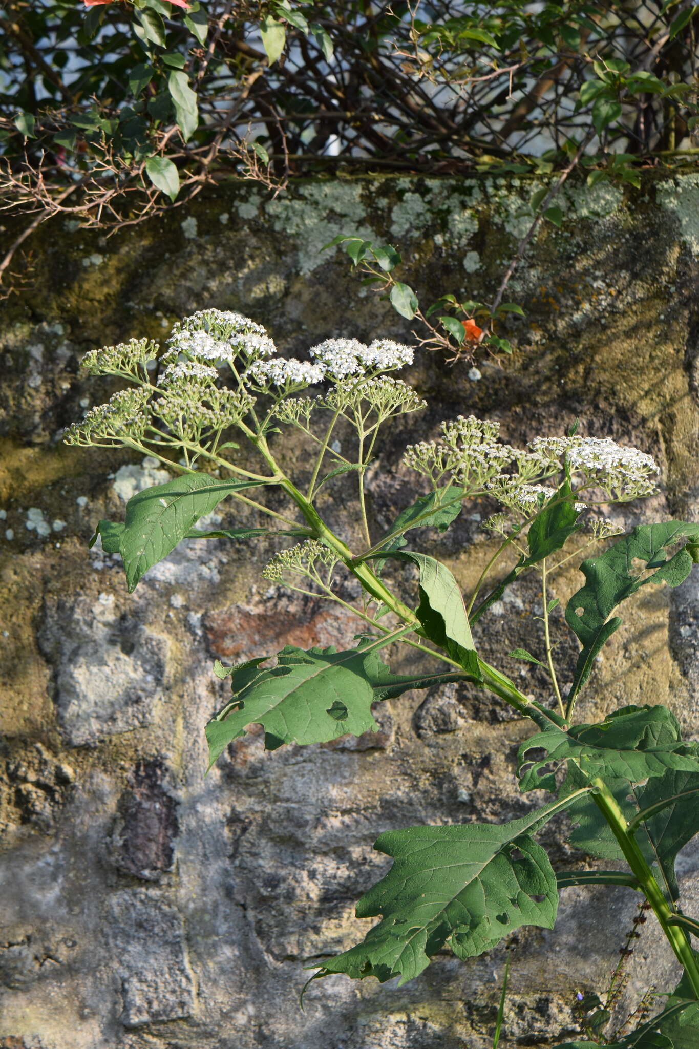 Verbesina turbacensis Kunth的圖片