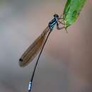 Image of Phylloneura westermanni (Hagen ex Selys 1860)