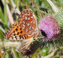 Image de Speyeria zerene behrensii Edwards 1869