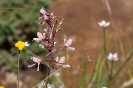 Image of Disa nivea H. P. Linder