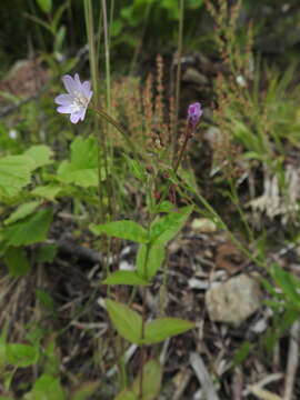 Image of Broad-leaved Willowherb