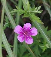 Sivun Geranium soboliferum Kom. kuva