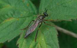 Image de Dioctria rufipes (Scopoli 1763)