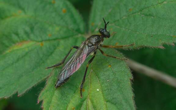 Image of Dioctria rufipes (Scopoli 1763)