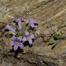 Image de Campanula celsii subsp. spathulifolia (Turrill) Phitos