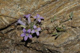 Imagem de Campanula celsii subsp. spathulifolia (Turrill) Phitos