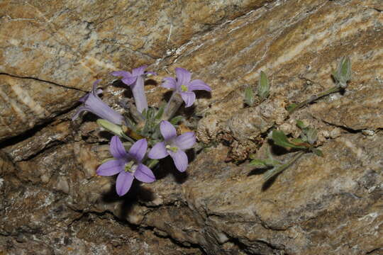 Campanula celsii subsp. spathulifolia (Turrill) Phitos resmi