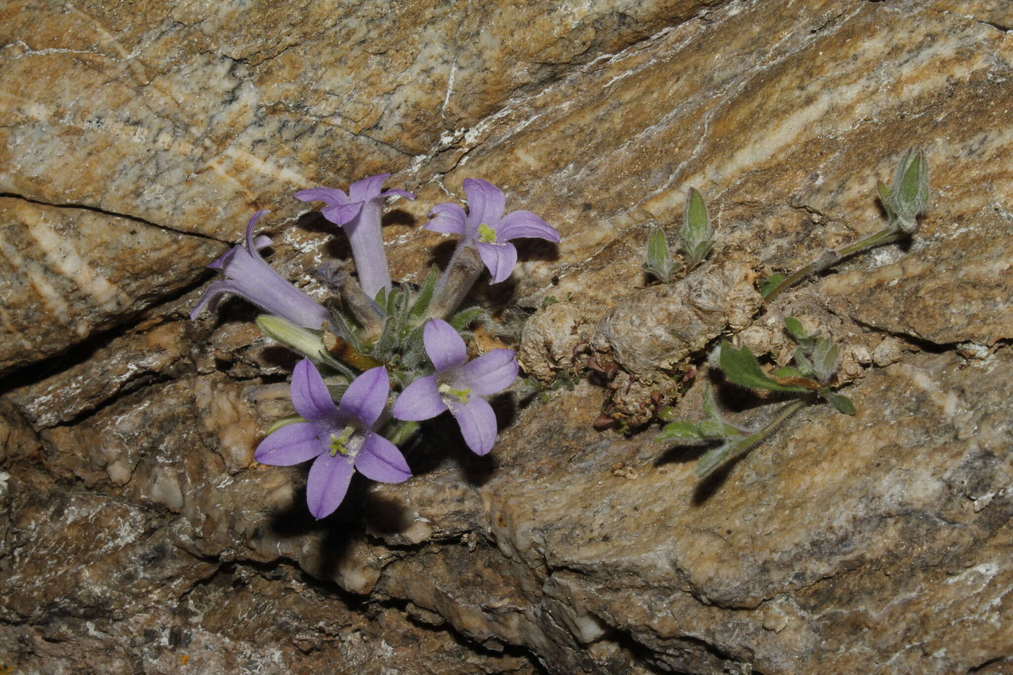 Imagem de Campanula celsii subsp. spathulifolia (Turrill) Phitos