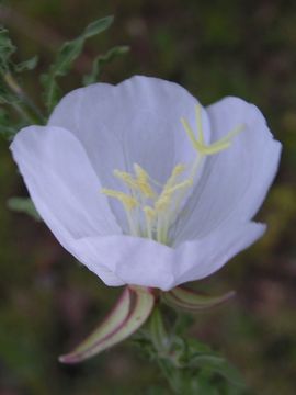 Image of pale evening primrose