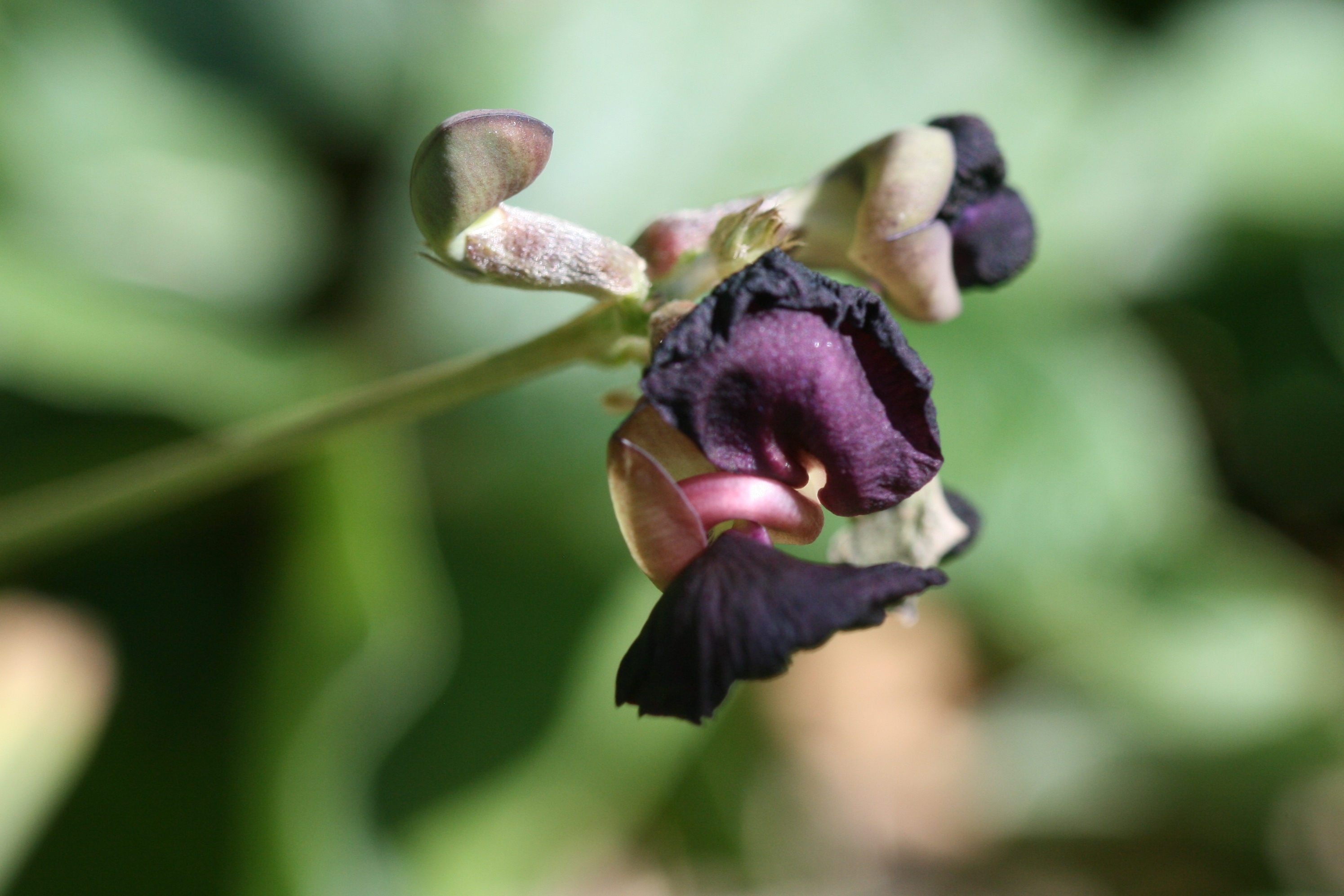 Macroptilium atropurpureum (rights holder: Arthur Chapman)