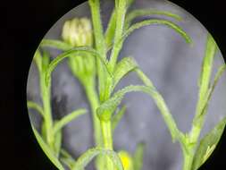 Image of Symphyotrichum lanceolatum var. interior (Wieg.) G. L. Nesom