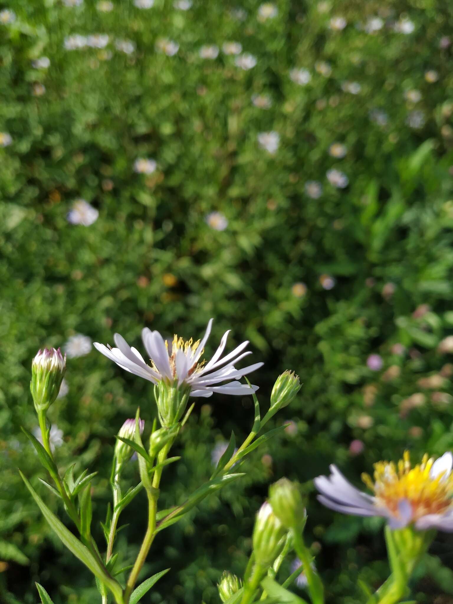 Image de Symphyotrichum salignum (Willd.) G. L. Nesom