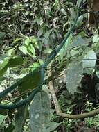 Image of Green Parrot Snake