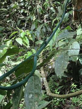 Image of Green Parrot Snake