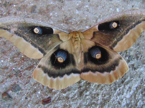 Image of Western Polyphemus Moth