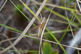 Слика од Conocephalus (Conocephalus) saltans (Scudder & S. H. 1872)