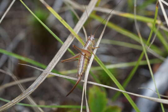 Image of Prairie Meadow Katydid