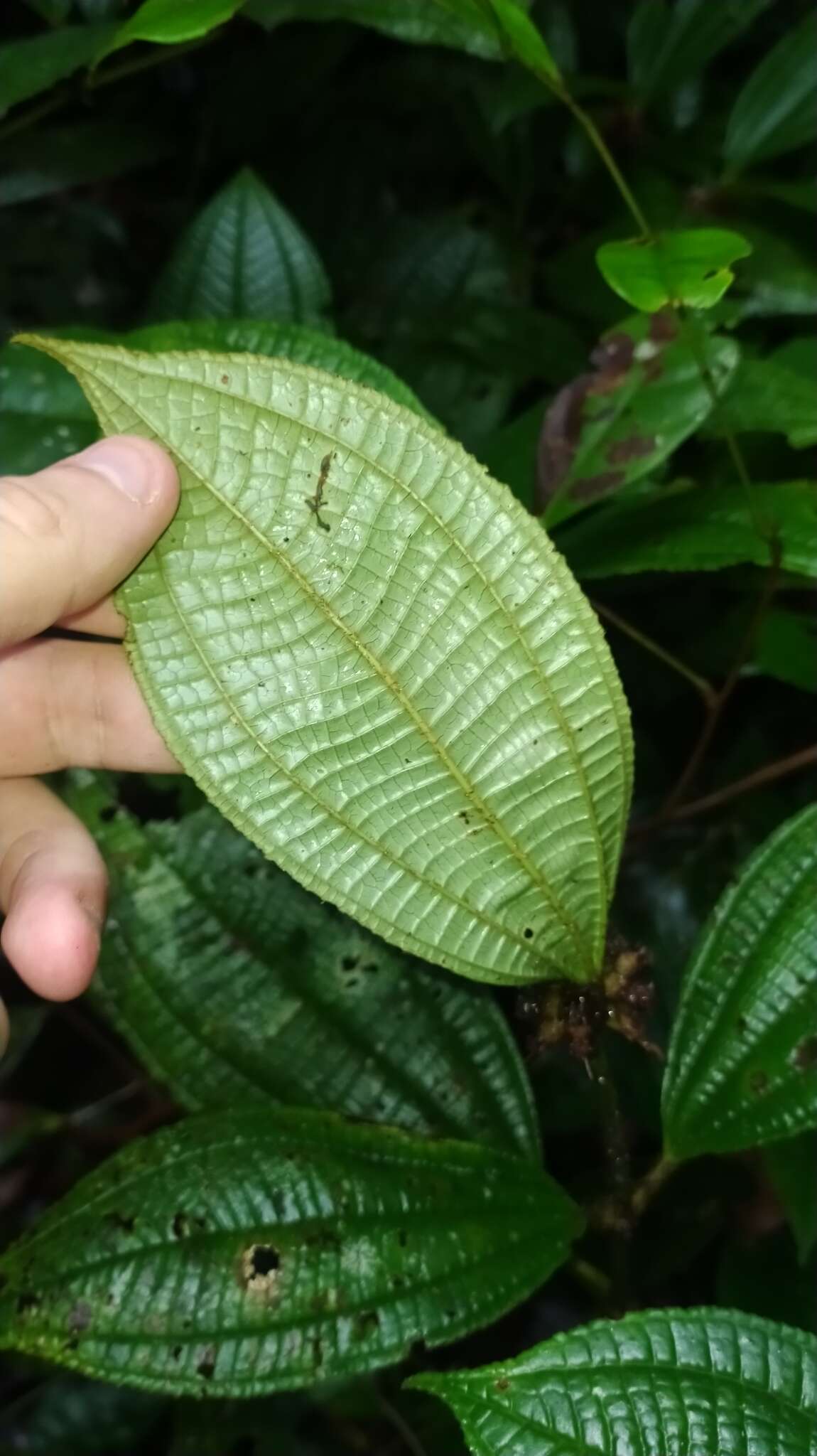 Image of Miconia conglomerata