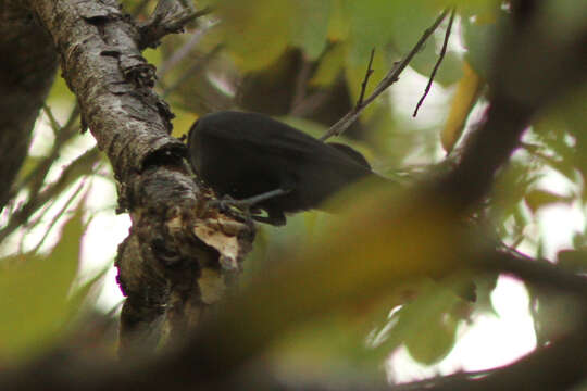 Melaenornis edolioides (Swainson 1837) resmi